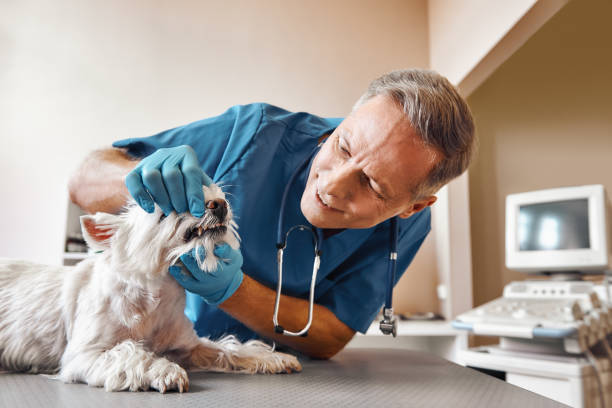 Best After-Hours Dental Trauma Care in Inkster, MI